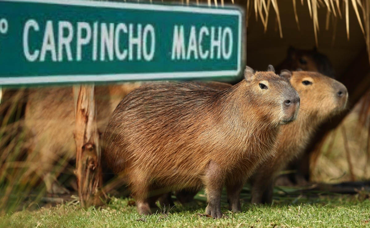 Casos de xito Del barrio Carpincho Macho de Chaco al cheto Nordelta